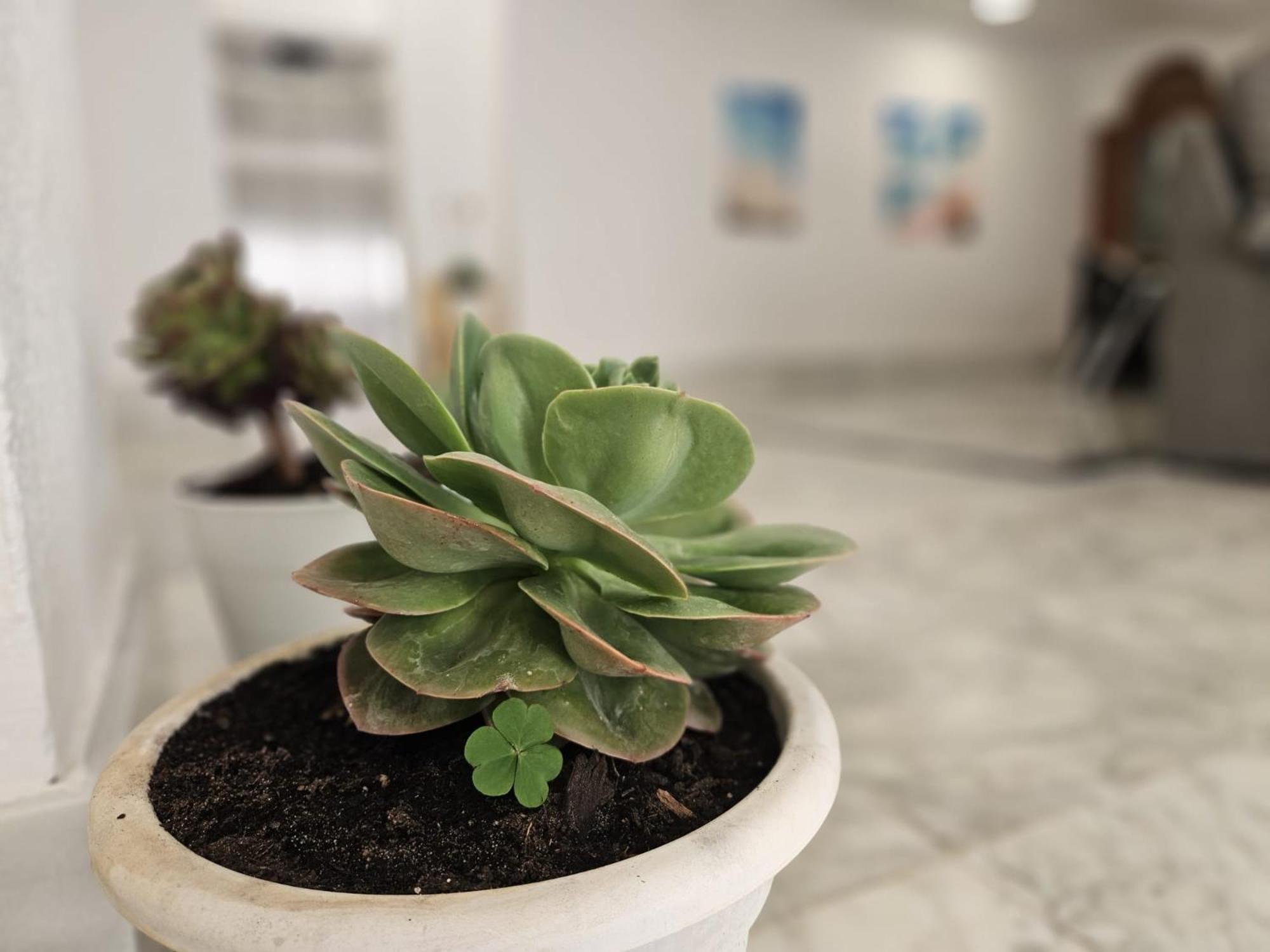 Hotel San Vicente - Centro Playa Conil De La Frontera Zewnętrze zdjęcie